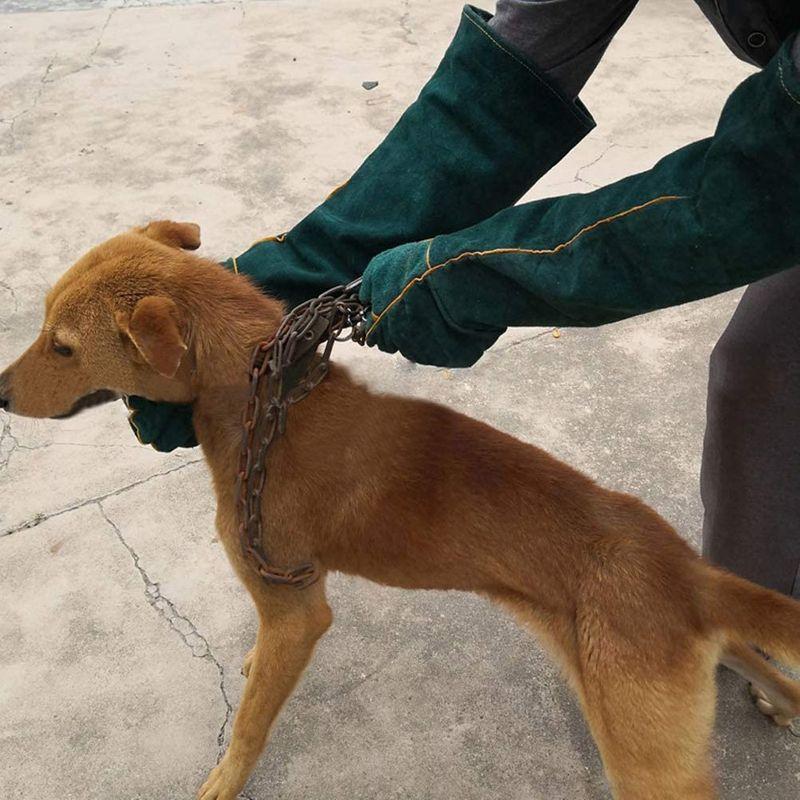 作業手袋ペットトレーニング用噛み付き防止手袋 爬虫類用保護手袋 動物取り扱い耐摩耗性耐裂性手袋 噛み付き防止手袋 長くて厚い安全手袋 ペット しつけ用首輪 Www Ma Maison Algarve Com