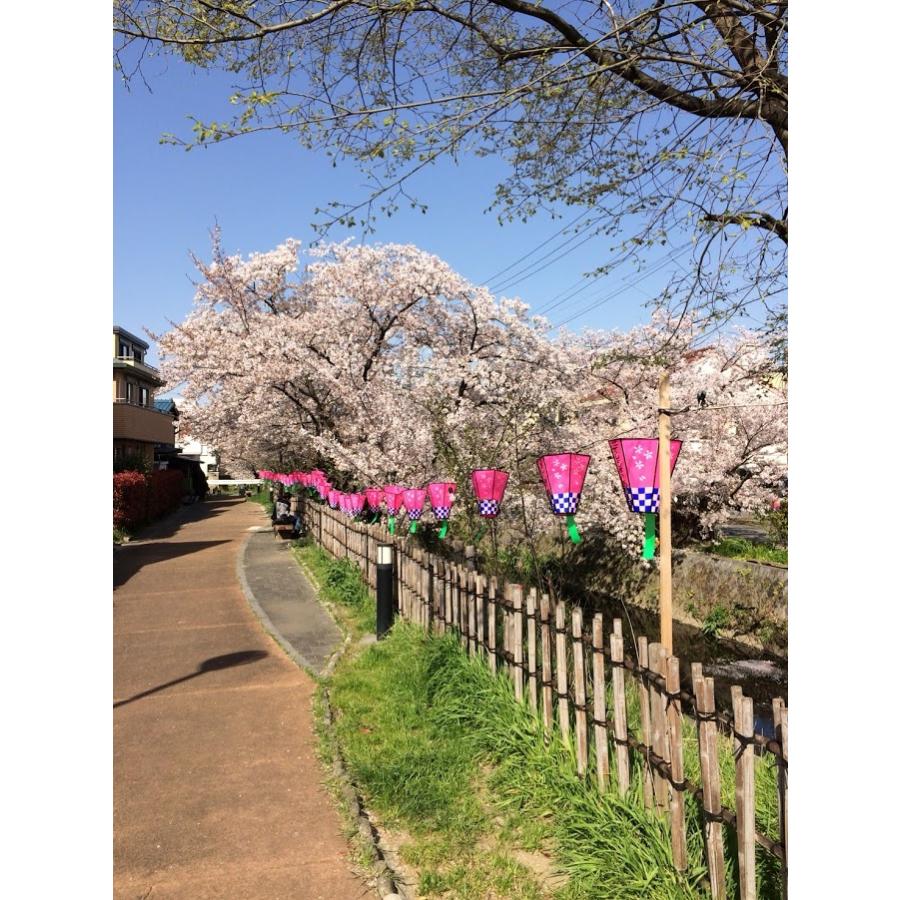 桜ぼんぼり 10号(30cm) 【20個組】 ボンボリ 10号 20個セット 桜ぼんぼり 10号(30cm) 【20個組】 ボンボリ 10号 20個セット