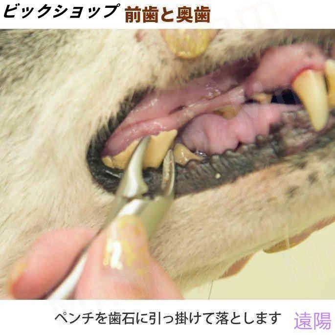 愛犬・愛猫用 歯石取り ペンチ 犬 歯石 デンタルケア ホームケア 猫 プロも愛用 |  | 11
