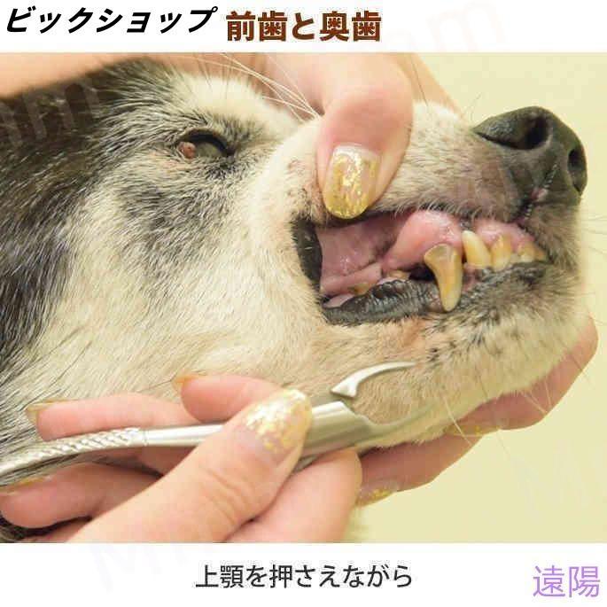 愛犬・愛猫用 歯石取り ペンチ 犬 歯石 デンタルケア ホームケア 猫 プロも愛用 |  | 07