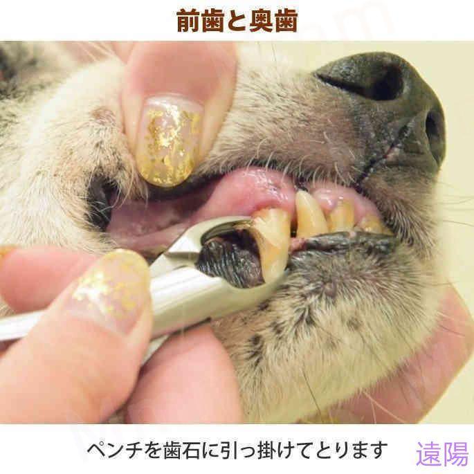 愛犬・愛猫用 歯石取り ペンチ 犬 歯石 デンタルケア ホームケア 猫