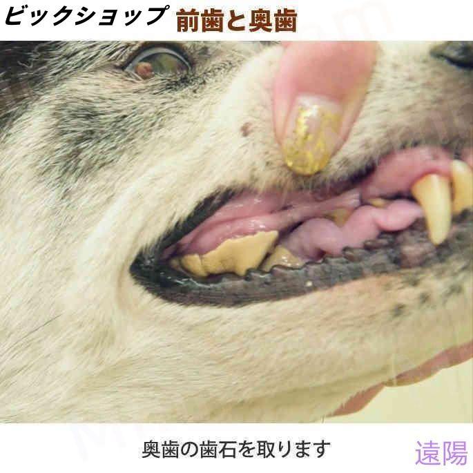 愛犬・愛猫用 歯石取り ペンチ 犬 歯石 デンタルケア ホームケア 猫 プロも愛用 | ブランド登録なし | 10