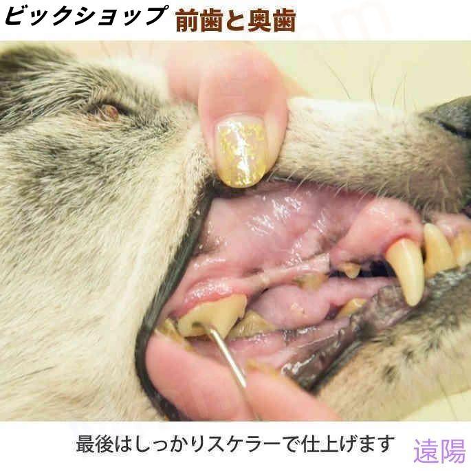 愛犬・愛猫用 歯石取り ペンチ 犬 歯石 デンタルケア ホームケア 猫 プロも愛用 | ブランド登録なし | 14