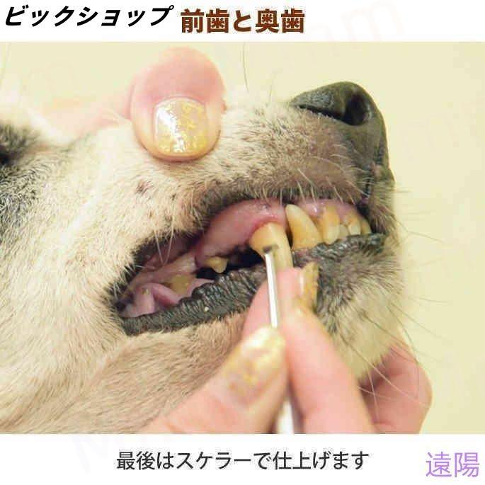 愛犬・愛猫用 歯石取り ペンチ 犬 歯石 デンタルケア ホームケア 猫 プロも愛用 | ブランド登録なし | 09
