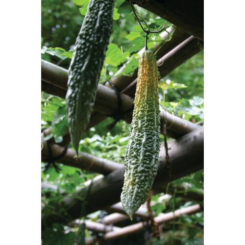 アイリスオーヤマ（IRIS）［GCP-550］ １０１７４８ グリーンカーテン用プランター ５５０ GCP550 414-2039 101748 |  | 04