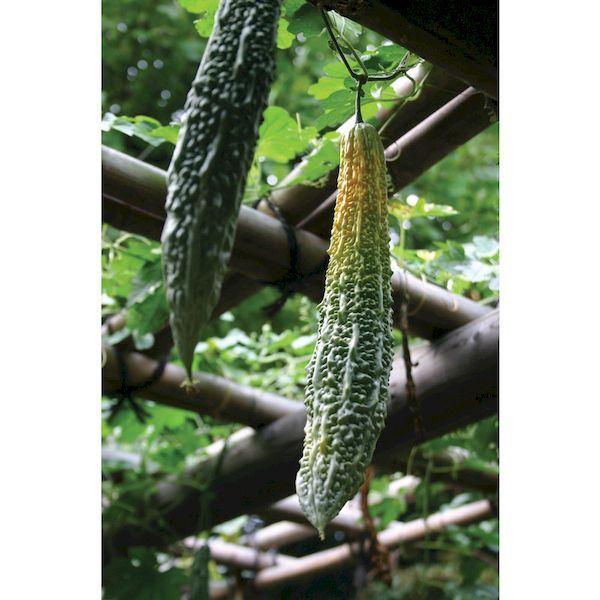 アイリスオーヤマ（IRIS）［GCP-750］ グリーンカーテン用プランター GCP750 414-2047 ハーブグリーン |  | 04