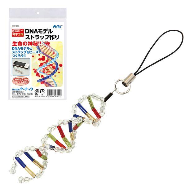 アーテック ArTec 093429 ＤＮＡストラップ作り 4521718934297 DNAモデルストラップ作り | 