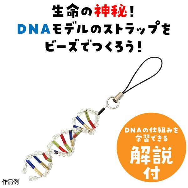 アーテック ArTec 093429 ＤＮＡストラップ作り 4521718934297 DNAモデルストラップ作り |  | 01
