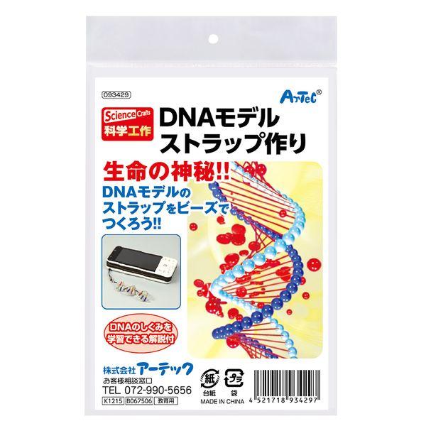 アーテック ArTec 093429 ＤＮＡストラップ作り 4521718934297 DNAモデルストラップ作り |  | 05