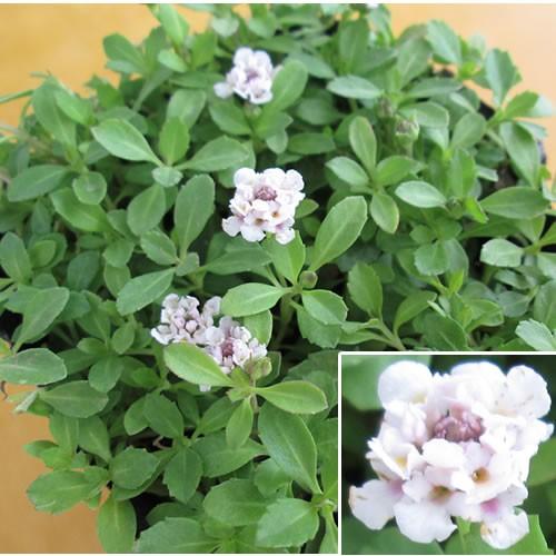 【お申込み期間は9月15日14時まで】クラピア40ポット苗( 花色： 薄ピンクK5 )