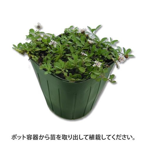 【お申込み期間は9月15日14時まで】クラピア40ポット苗( 花色： 薄ピンクK5 ) 