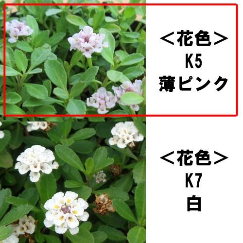 【お申込み期間は9月15日14時まで】クラピア40ポット苗( 花色： 薄ピンクK5 ) 