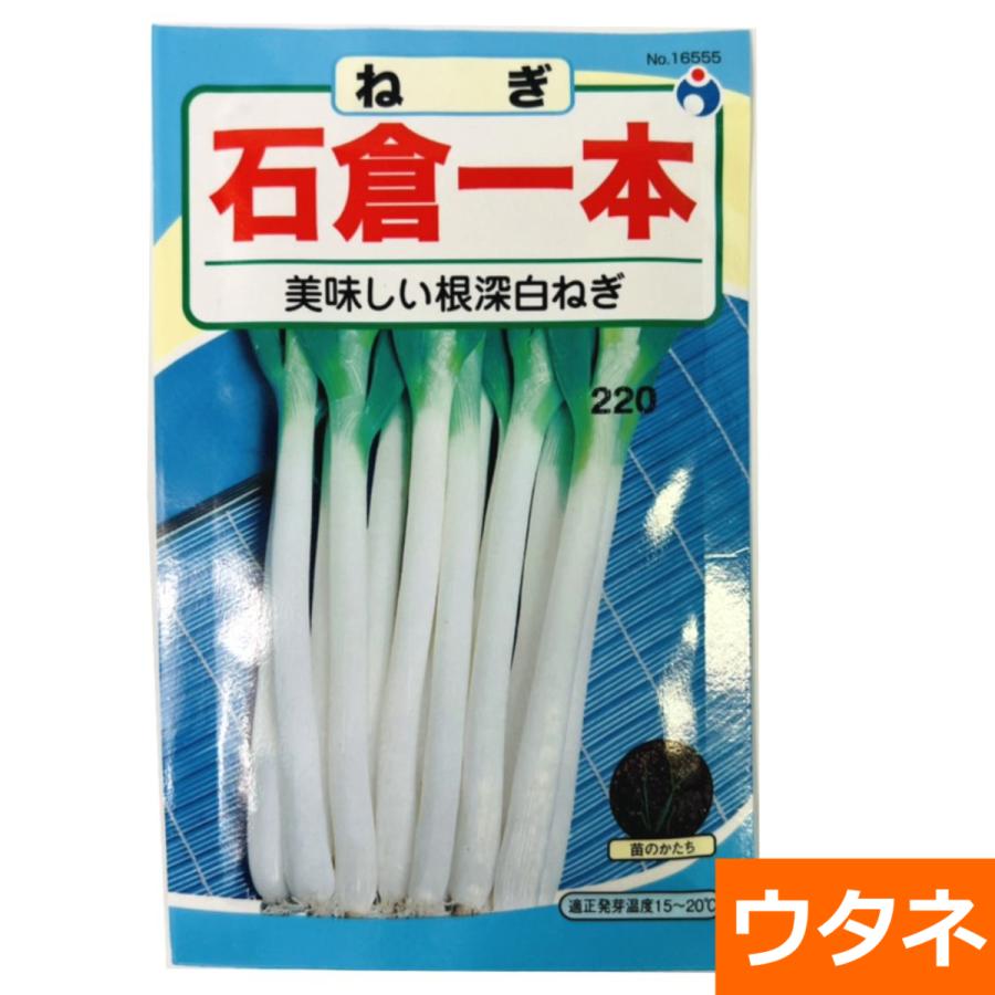 石倉一本ねぎ （種:ウタネ） 爆買 : プロ農業 家庭菜園のお店 井手商会