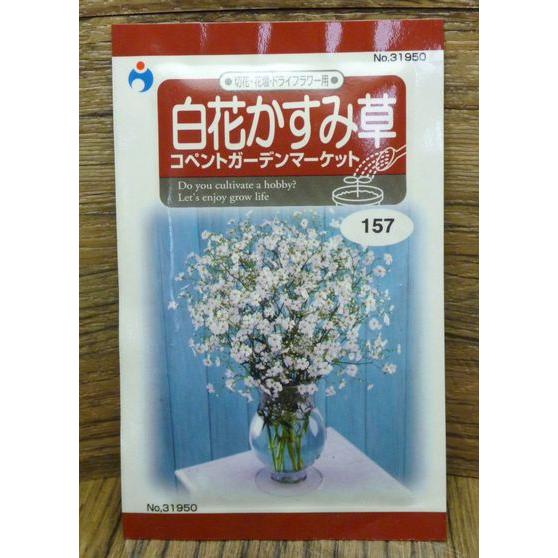 白花かすみ草 コペントハーゲンマーケット 種 ウタネ Am994 井手商会 ヤフー店 通販 Yahoo ショッピング