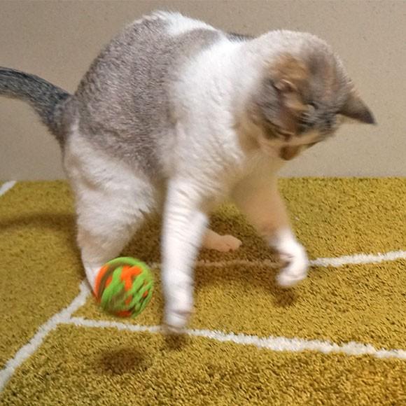 iDog 猫用品 iCat もこもこモール玉 カラカラ鈴入り アイキャット