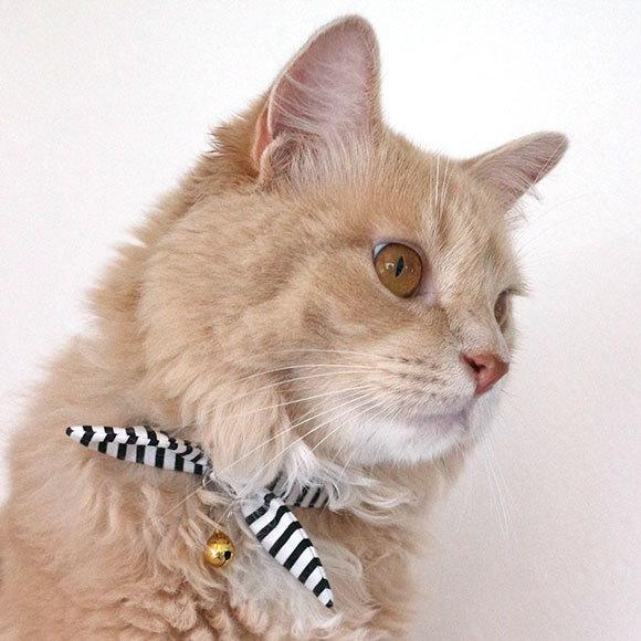 猫用首輪 iCat moscape ラブリーカラー 結びリボン 防虫 アイキャット メール便OK | iDog | 18