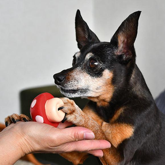 iDog 犬 おもちゃ TOY ラテックスTOY 水玉キノコ アイドッグ : iDog
