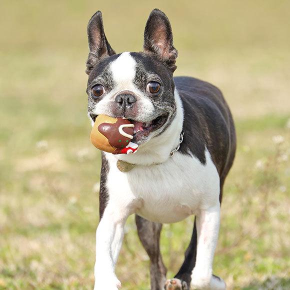 犬 おもちゃ Idog Toy ラテックスtoy たこ焼き アイドッグ Idog 通販 Yahoo ショッピング