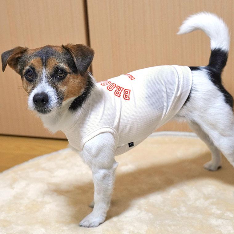 iDog 犬 服 カレッジロゴメッシュタンク アイドッグ メール便OK