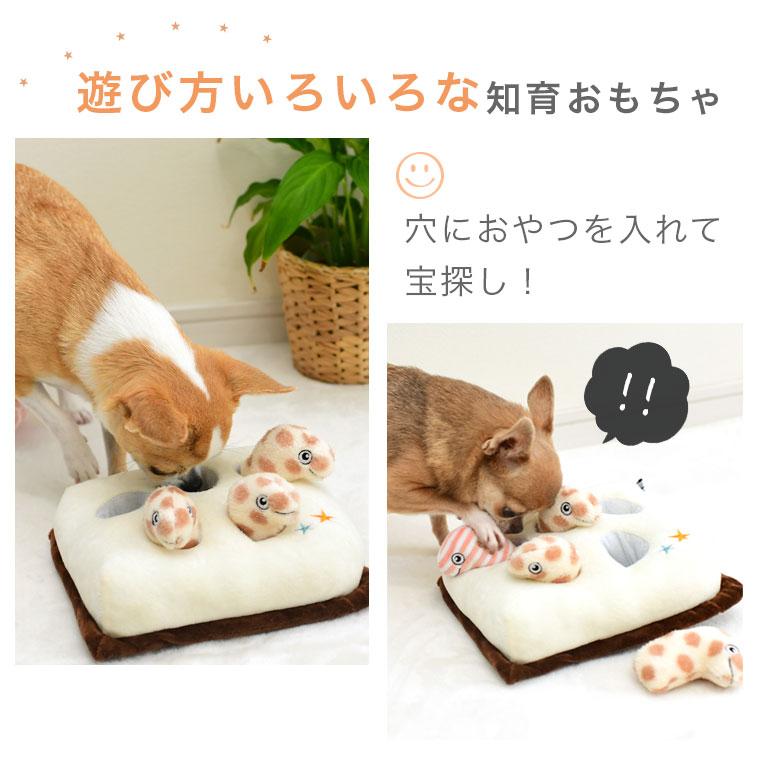 愛犬ここあ　専用出品 愛犬ここあ 専用出品 本日は #チワワ の「ここあ」ちゃんと撮影