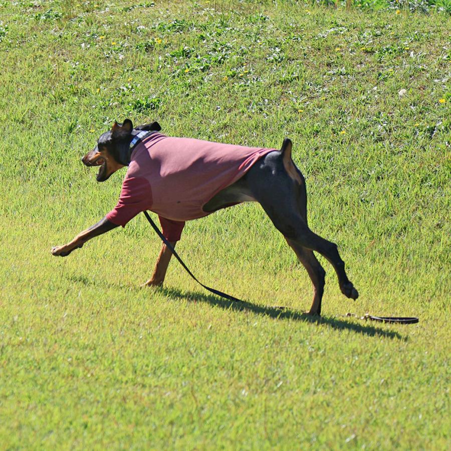 iDog 犬 服 中大型犬用 ロングスリーブハイネック メール便OK : iDog