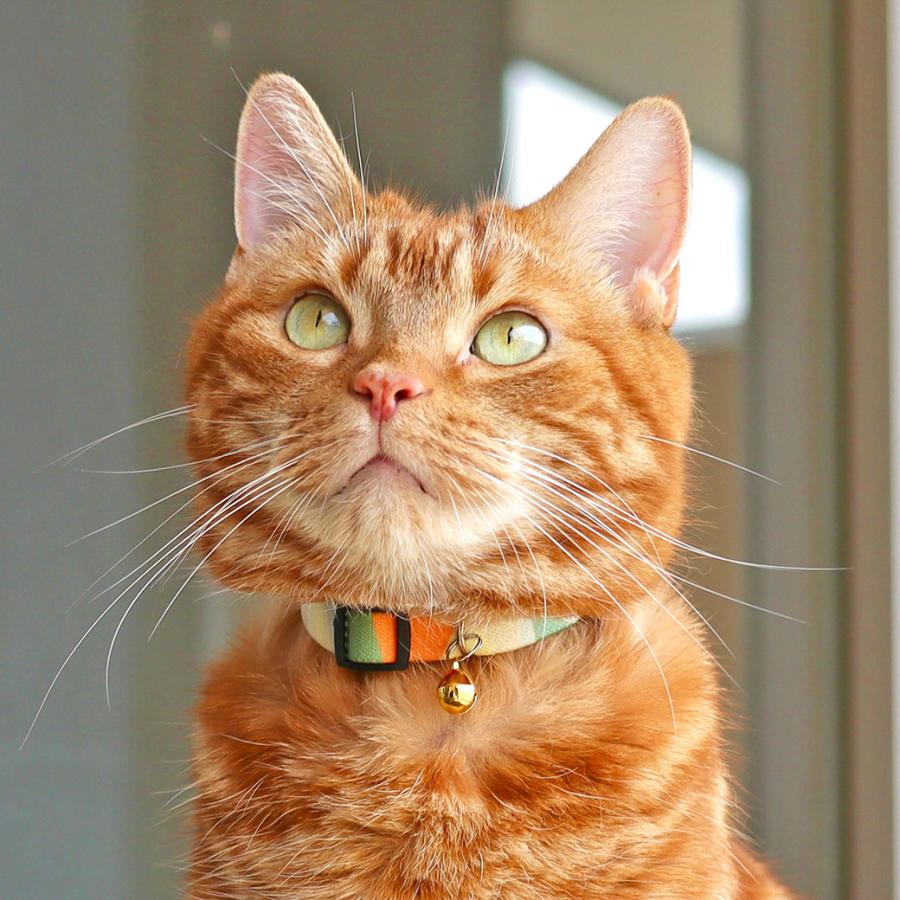 iDog 猫 首輪 iCat カジュアルカラー のびのびセーフティーカラー アイ