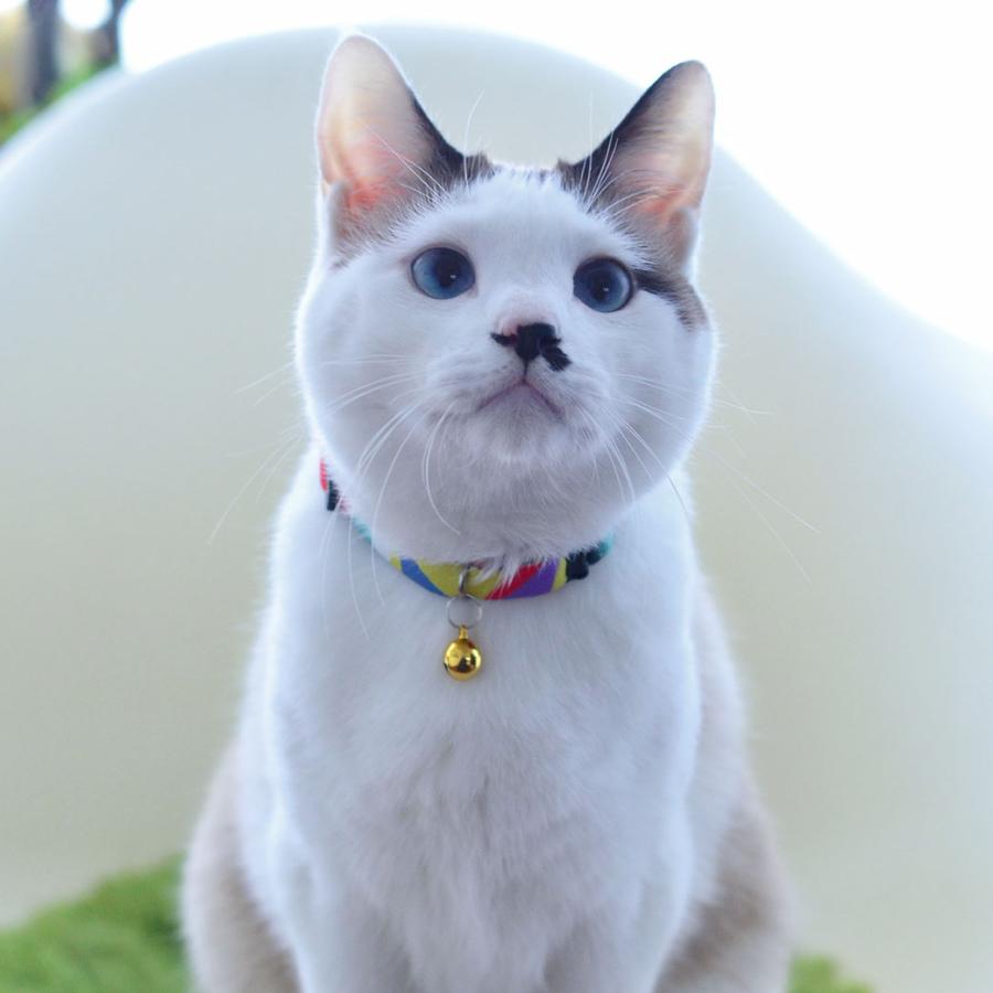iDog 猫 首輪 iCat カジュアルカラー のびのびセーフティーカラー アイ