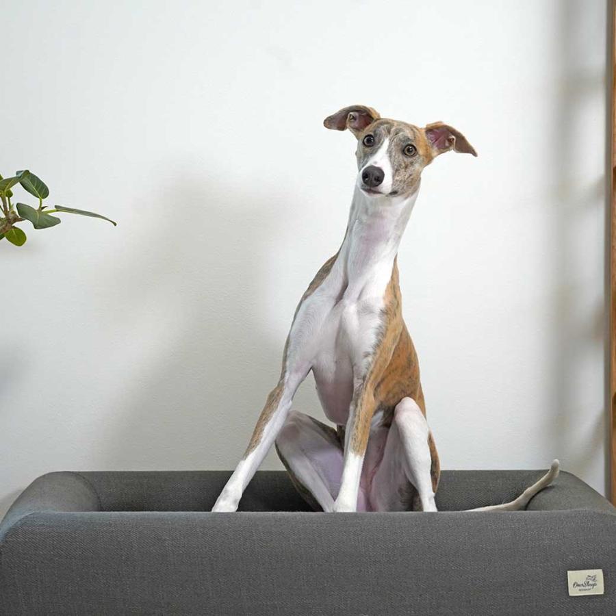 犬 ベッド IDOG&ICAT レストキューブベッド Lサイズ アイドッグ_15