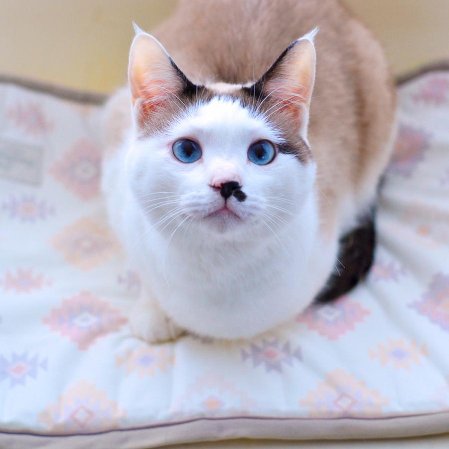 新品タグ付 dogdept ブルゾン 接触冷感 クール ひんやり冷たく iDog サマーセール 40%OFF IDOG&ICAT クールジェルマット 接触冷