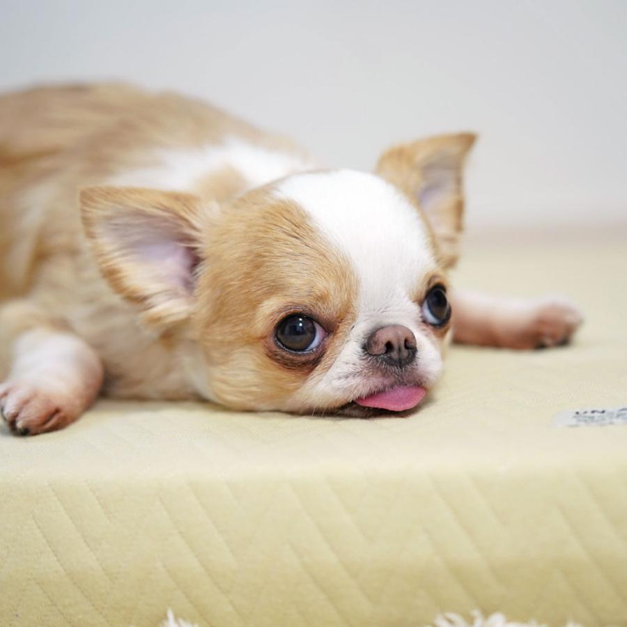 IDOG&ICAT UNAGE アンエイジ エアーメッシュマットレス専用カバー 防水キルト Mサイズ アイドッグ | iDog | 08