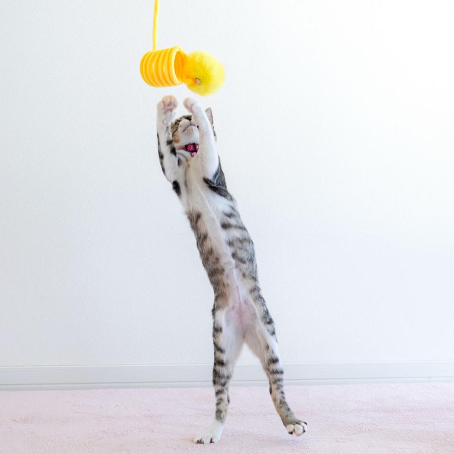 iDog 猫 おもちゃ iCat 吊り下げびよよんじゃらし アイドッグ : iDog