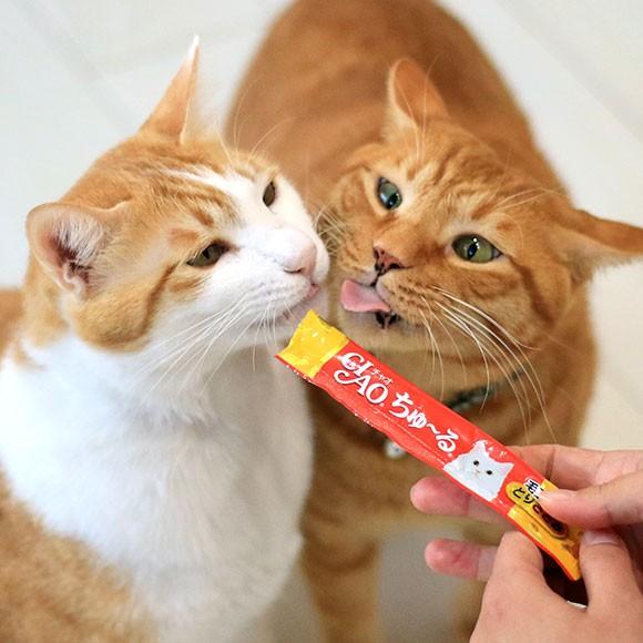 キャットフード Ciao チャオ 液状猫おやつ ちゅーる ちゅ る 毛玉配慮 メール便ok Cat Fd In023 Idog 通販 Yahoo ショッピング
