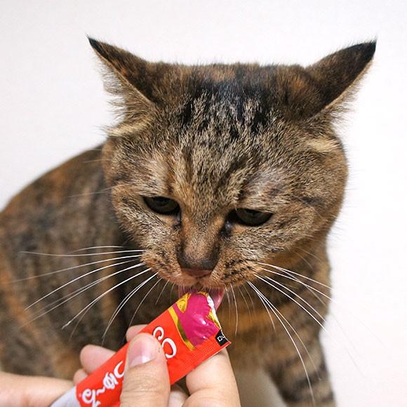 キャットフード CIAO チャオ 液状猫ごはん ちゅーる ちゅ〜る 総合栄養 