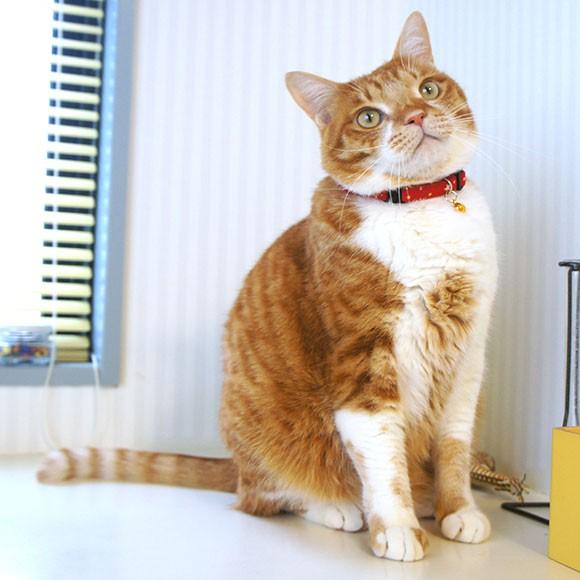 猫 首輪 猫用品 カジュアルカラー ランダムスター Icat アイキャット メール便ok Cat Gd Cc032 Idog 通販 Yahoo ショッピング