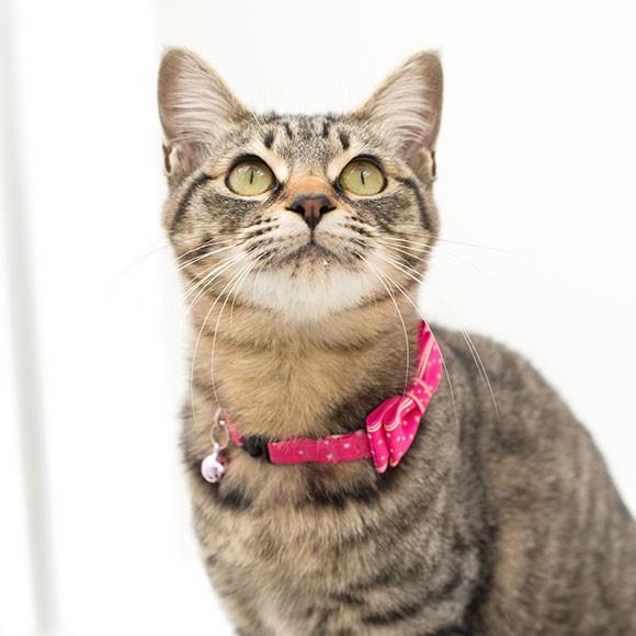 iDog 猫 首輪 キティカラー ランダムスター×スターリボン iCat アイ