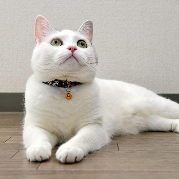 猫用品 iCat カジュアルカラー 和柄 しだれ桜 猫用首輪 メール便OK｜idog｜03