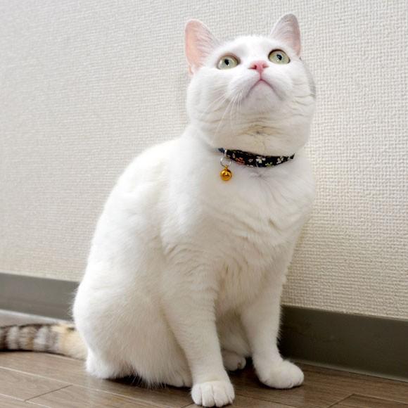 iDog 猫用品 iCat カジュアルカラー 和柄 しだれ桜 猫用首輪