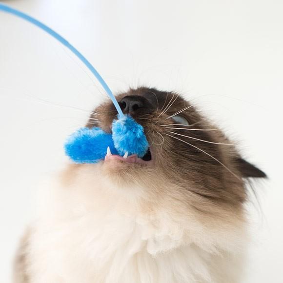 iDog 猫 おもちゃ 猫用品 iCatオリジナル ウキウキねこじゃらし : iDog