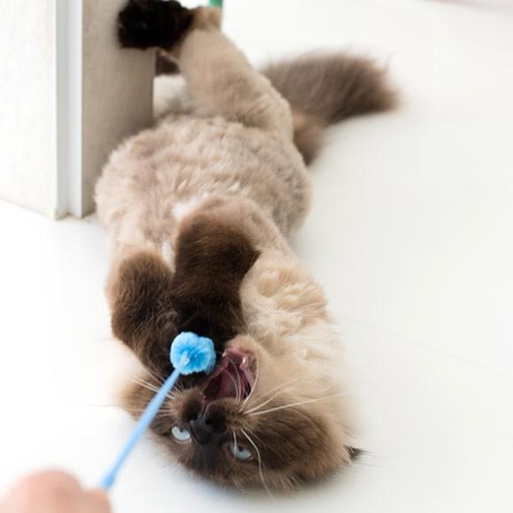 iDog 猫 おもちゃ 猫用品 iCatオリジナル ウキウキねこじゃらし : iDog