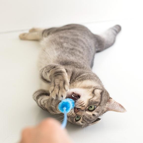 iDog 猫 おもちゃ 猫用品 iCatオリジナル ウキウキねこじゃらし : iDog