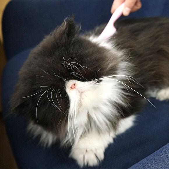 猫用トリミンググッズ 猫舌とろん Cat Ty Ja021 Idog 通販 Yahoo ショッピング