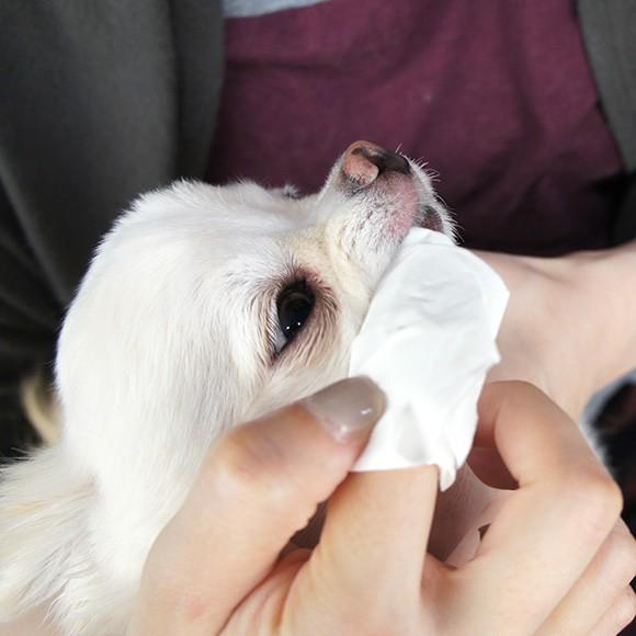犬用トリミンググッズ Magic Zeo マジックゼオ デイリー Cr Ja124 Idog 通販 Yahoo ショッピング