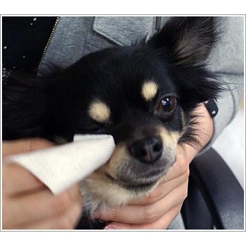 猫用トリミング用品 らくらく涙やけケアシート 30枚入り : iDog - 通販