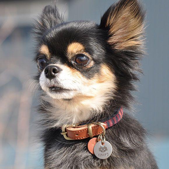 犬 迷子札 名札 猫 メタルネームタグ 黒チワワ Idog Icat 犬用迷子札 メール便ok Gd Ch060 Idog 通販 Yahoo ショッピング