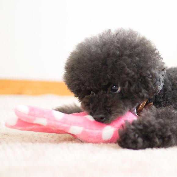 うさたん おもちゃセット iDog ワンダフルセール 10%OFF 犬用品 iToy 水玉うさたん : iDog
