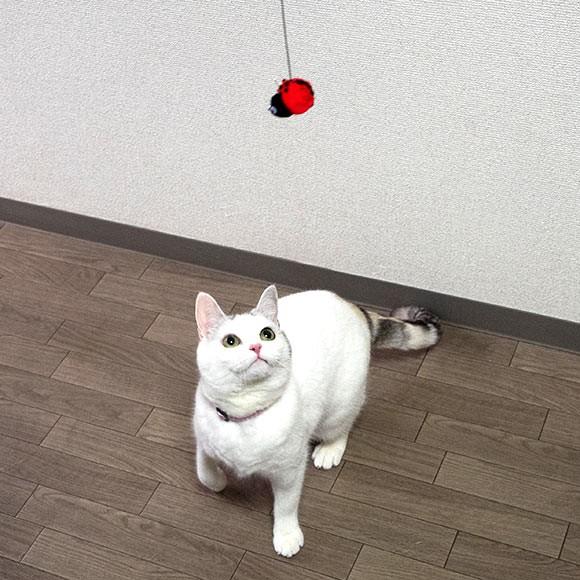 猫 おもちゃ 猫用品 Icat Flying Cat 釣りざお猫じゃらし てんとう虫ボール Rmc Ty055 Idog 通販 Yahoo ショッピング