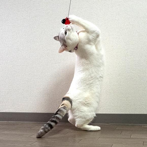 猫 おもちゃ 猫用品 Icat Flying Cat 釣りざお猫じゃらし てんとう虫ボール Rmc Ty055 Idog 通販 Yahoo ショッピング