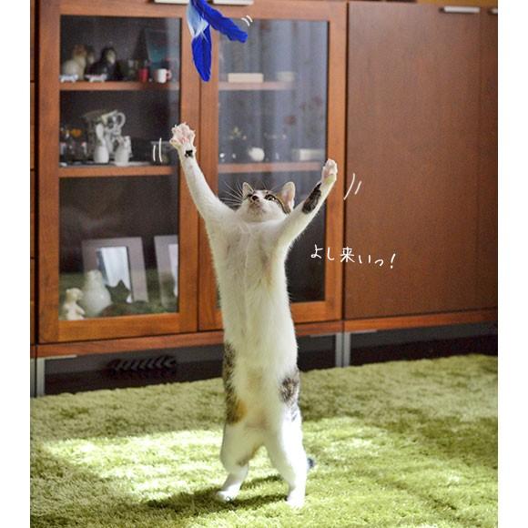 iDog 猫 おもちゃ 猫用品 iCat FLYING CAT 釣りざお猫じゃらし 青い