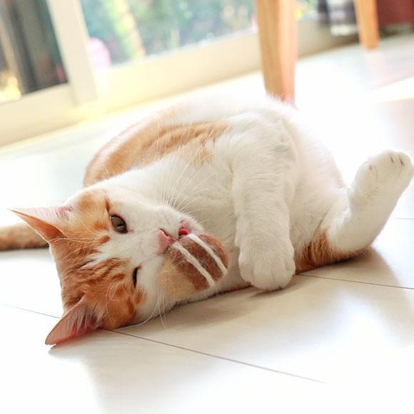 猫用品 Icatoy コロコロフェルトtoy どんぐり Rmc Ty151 Idog 通販 Yahoo ショッピング