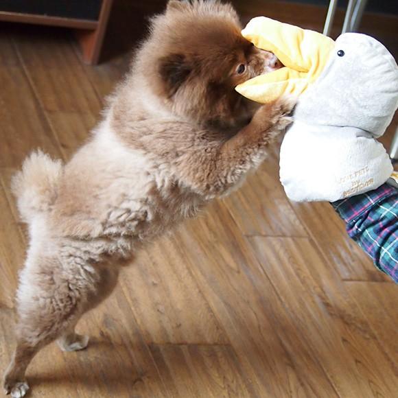 犬 おもちゃ Love Pets By Bestever スクィーキー ハンドパペット ハシビロコウ Ty Be046 Idog 通販 Yahoo ショッピング